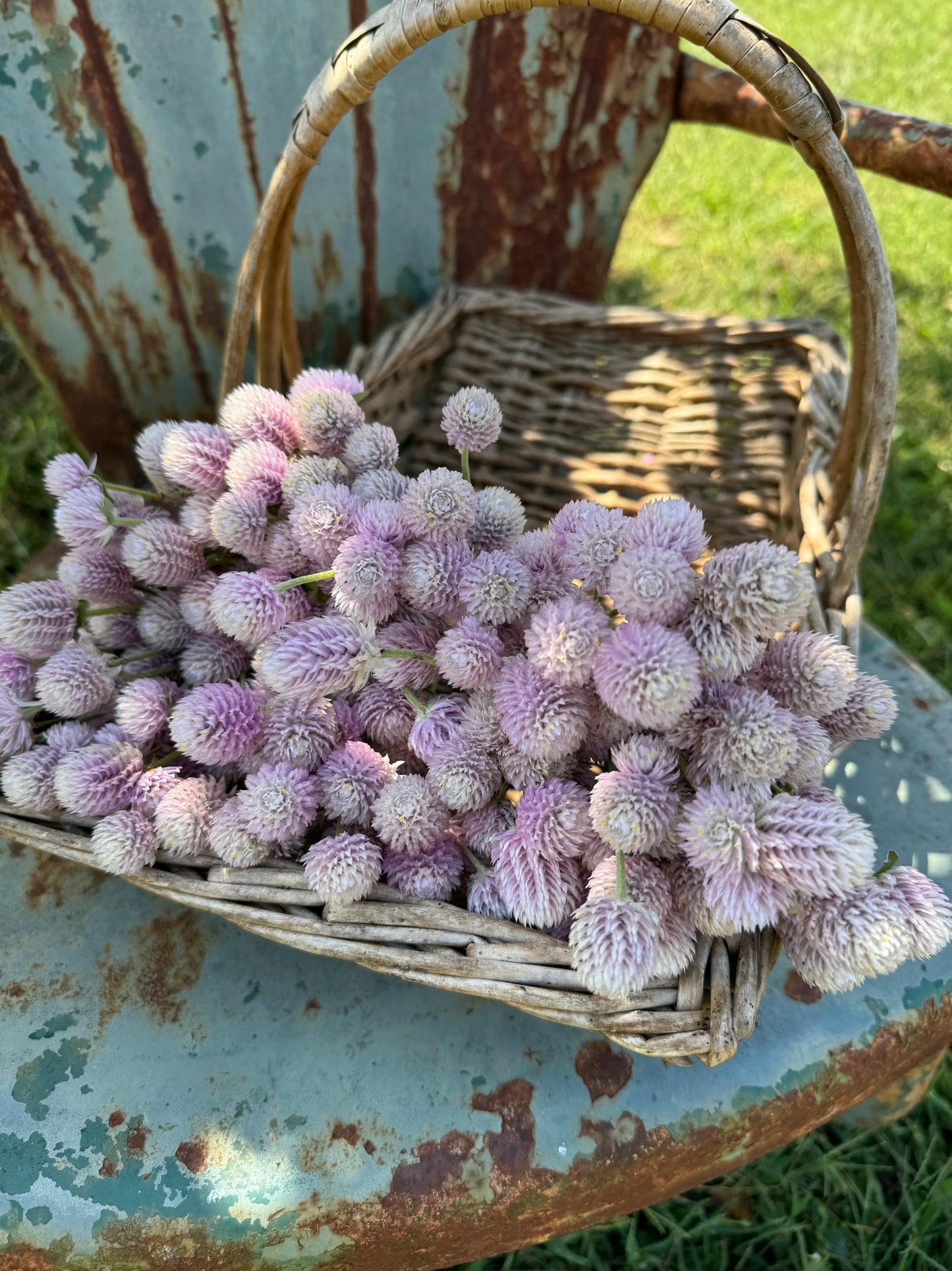 Light Pink Gomphrena from the cut flower gardens