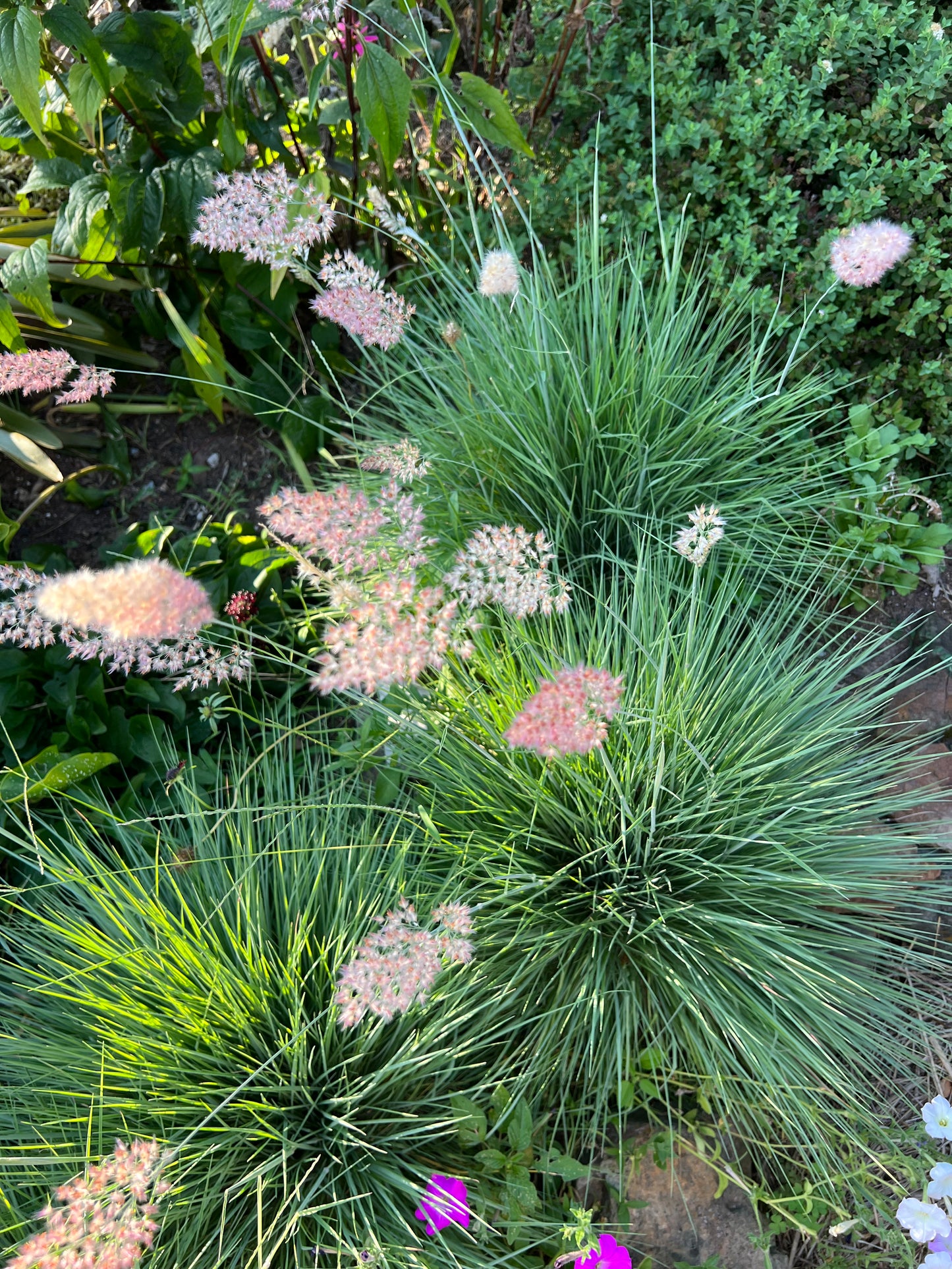 Ruby Grass Seeds, Melinas nerviglumis Savannah Ruby Grass