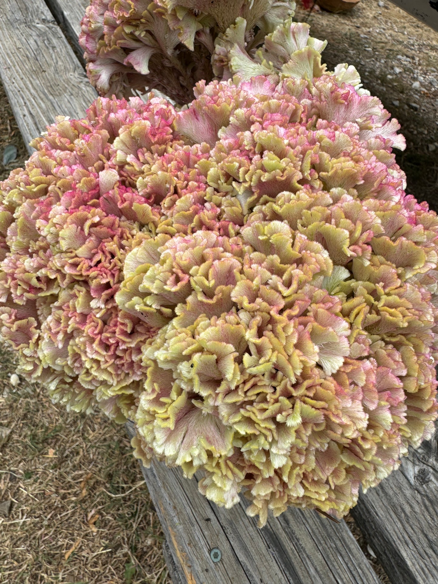 faded bloom at the end of the summer of Rose Gold Celosia