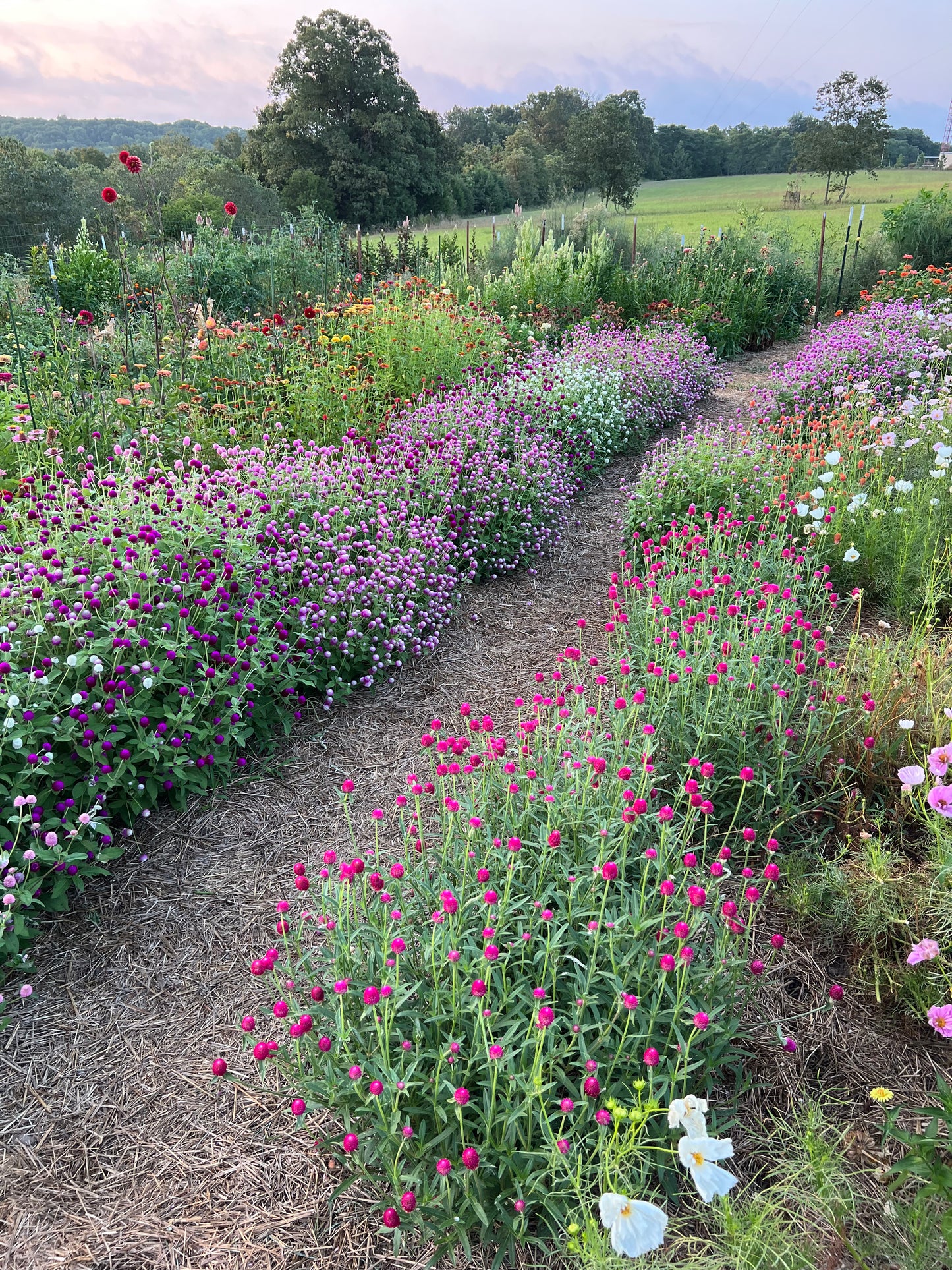 double gomphrena border in the cut flower garden