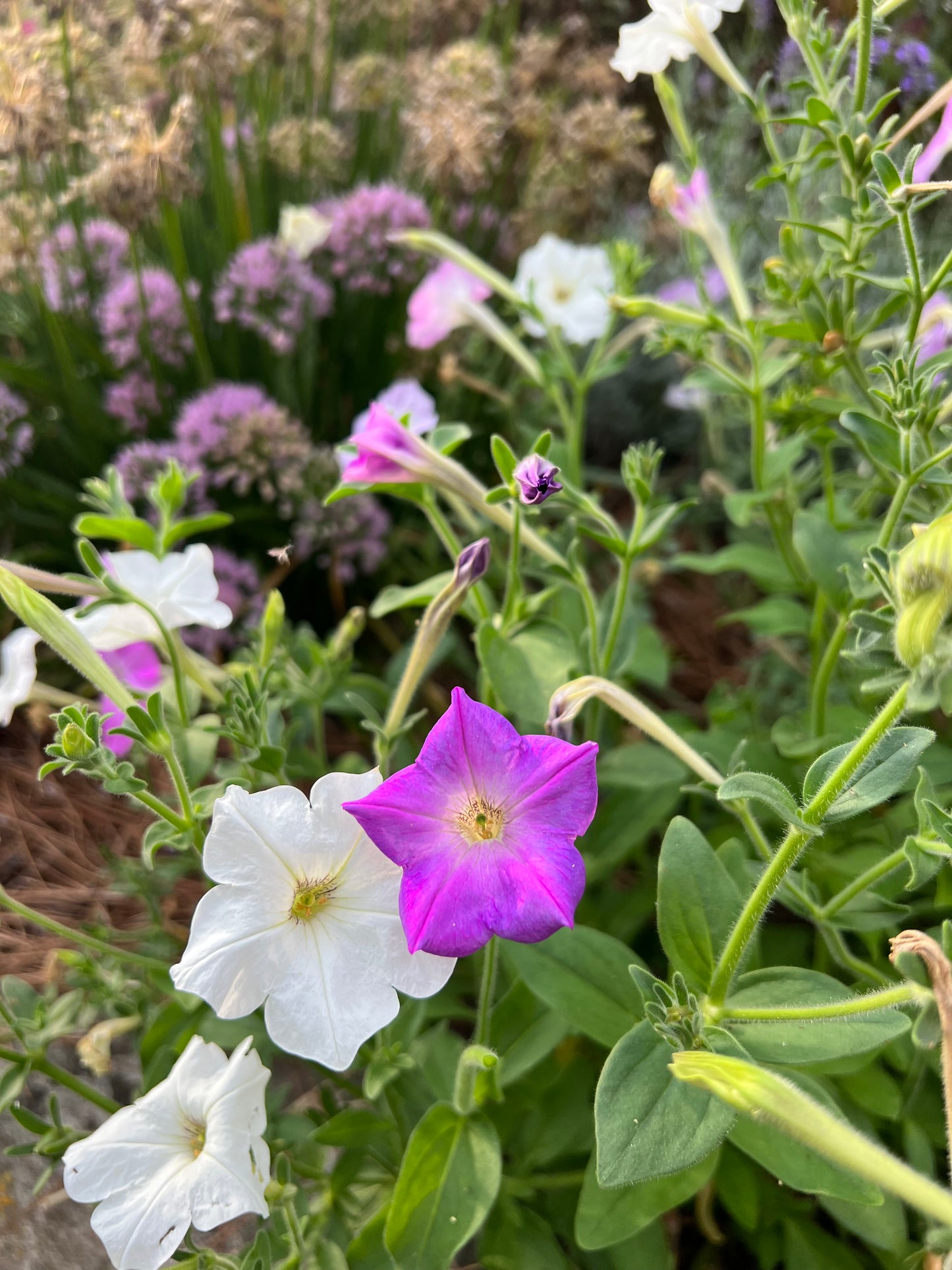 petunias in the garden