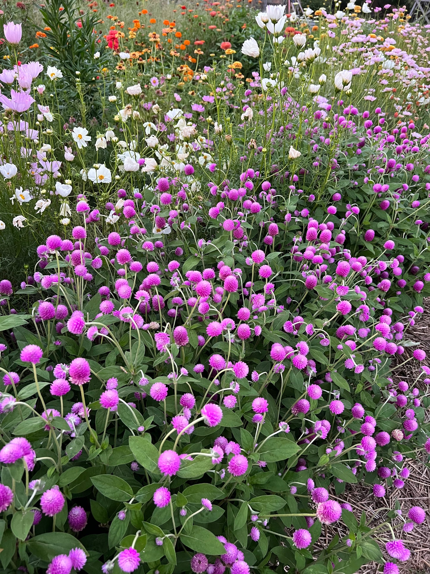 gomphrena flowers for dried floral arrangements