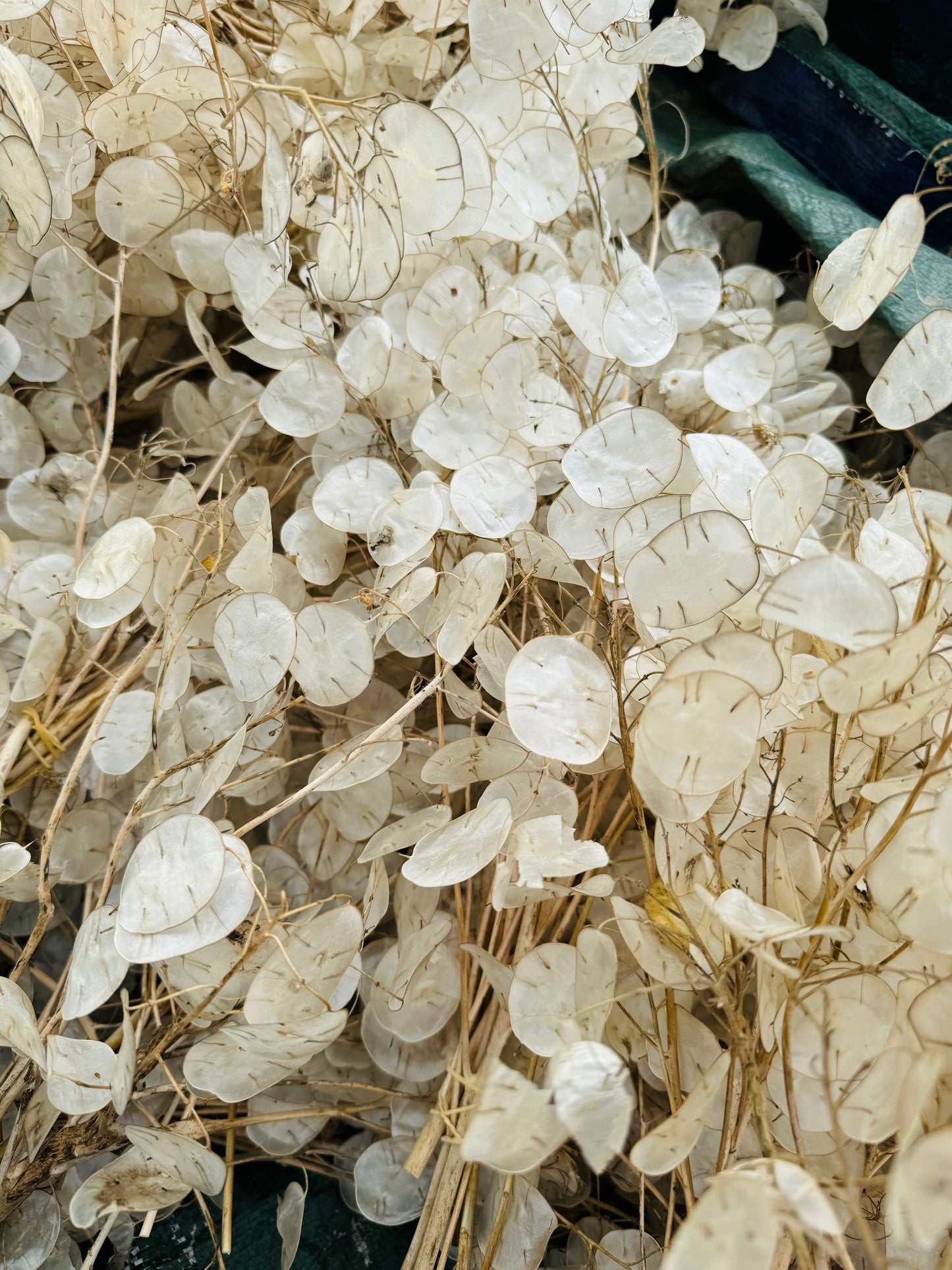 Lunaria Seeds, Money Plant or Honesty Flower Seed, Cottage Garden Favorite