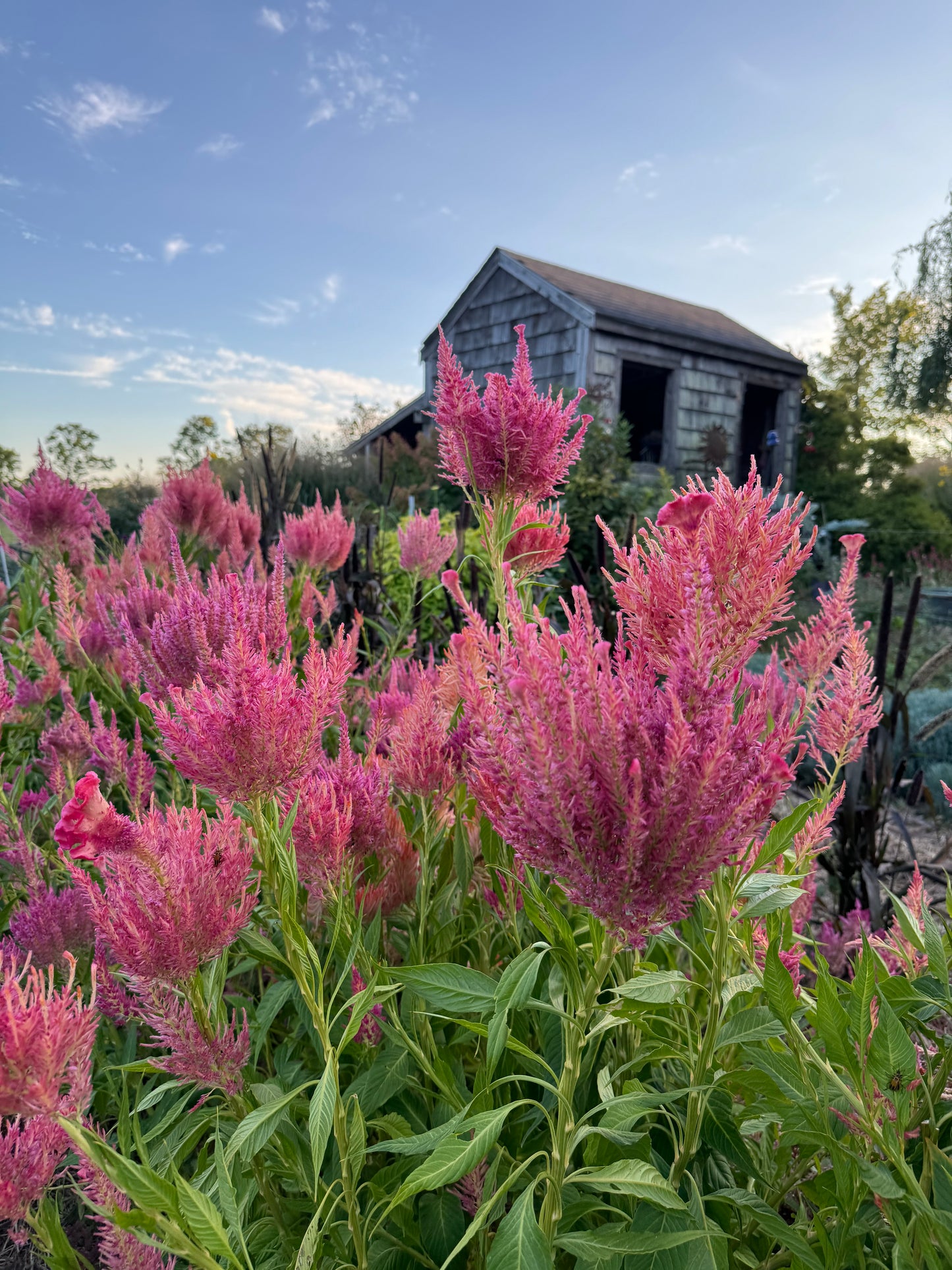 Spun Sugar Celosia in the cutting fields