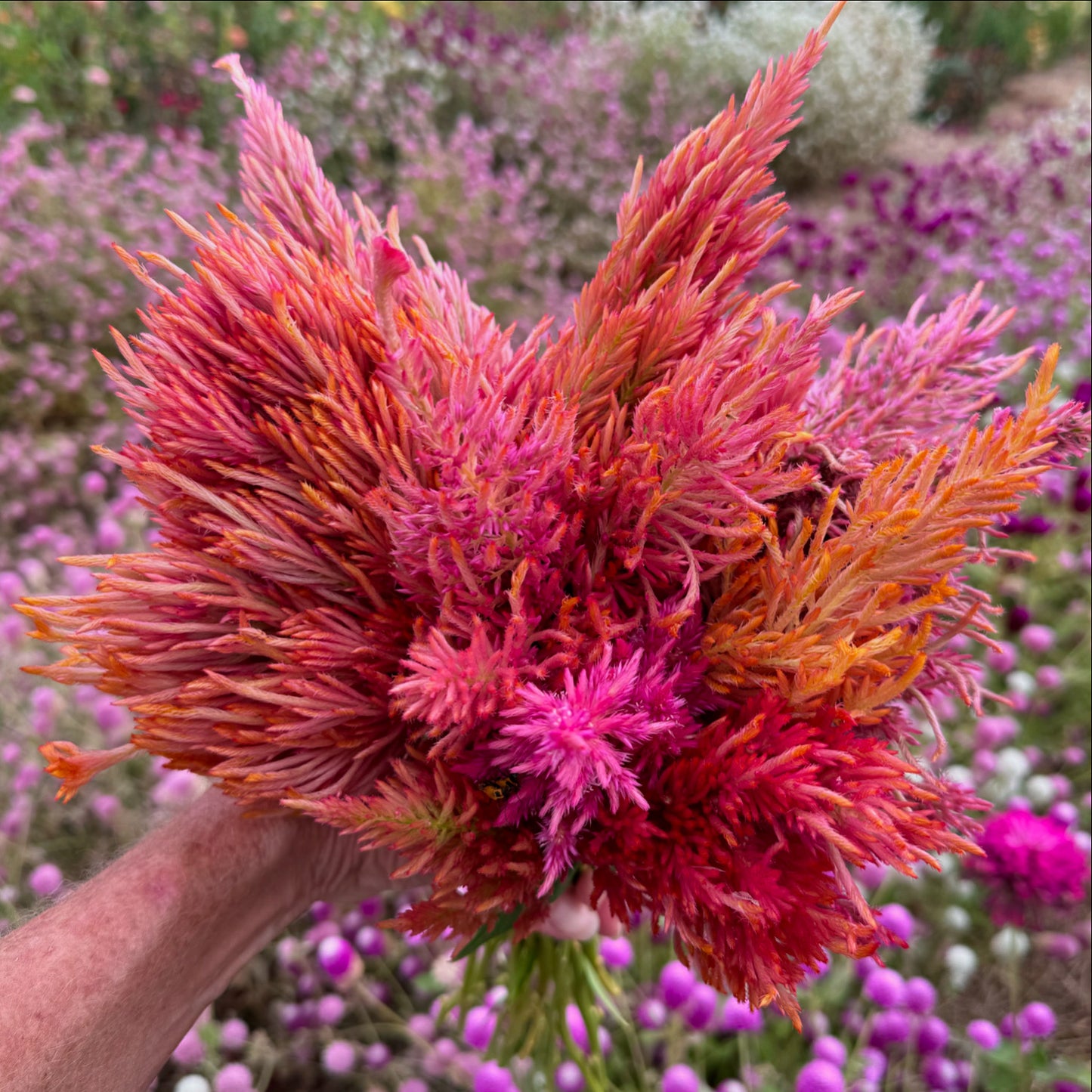 Large heads of Celosia Sunset MIx