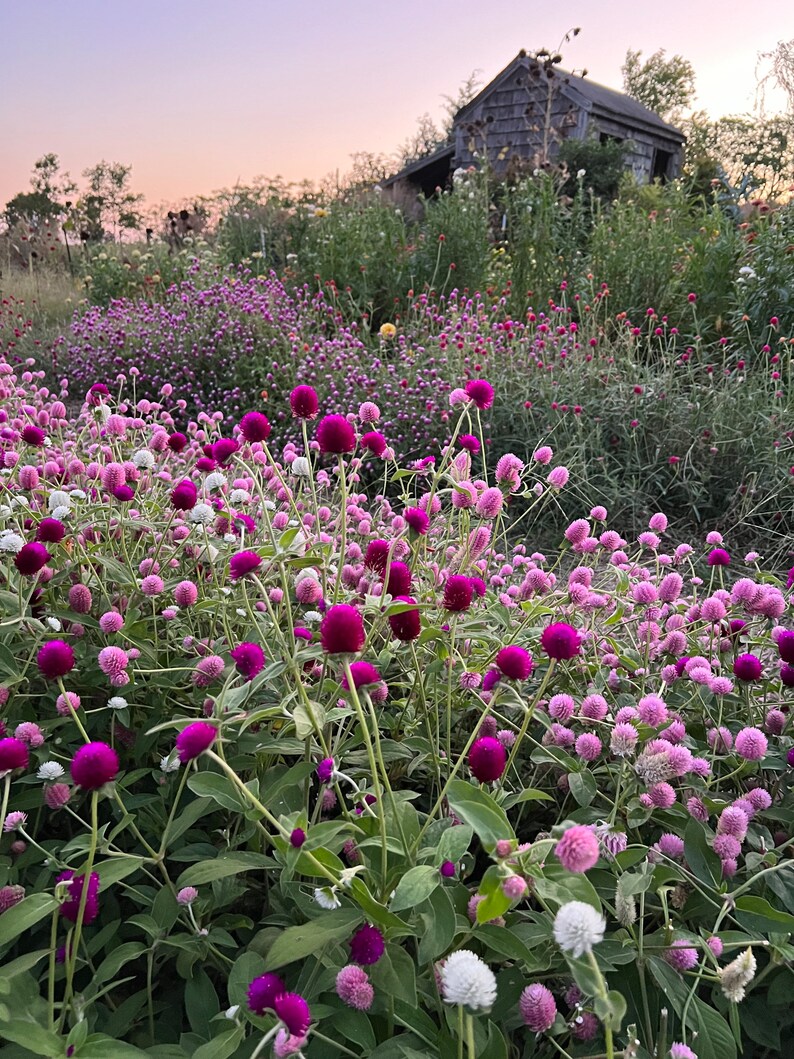 Gomphrena in the cut flower garden