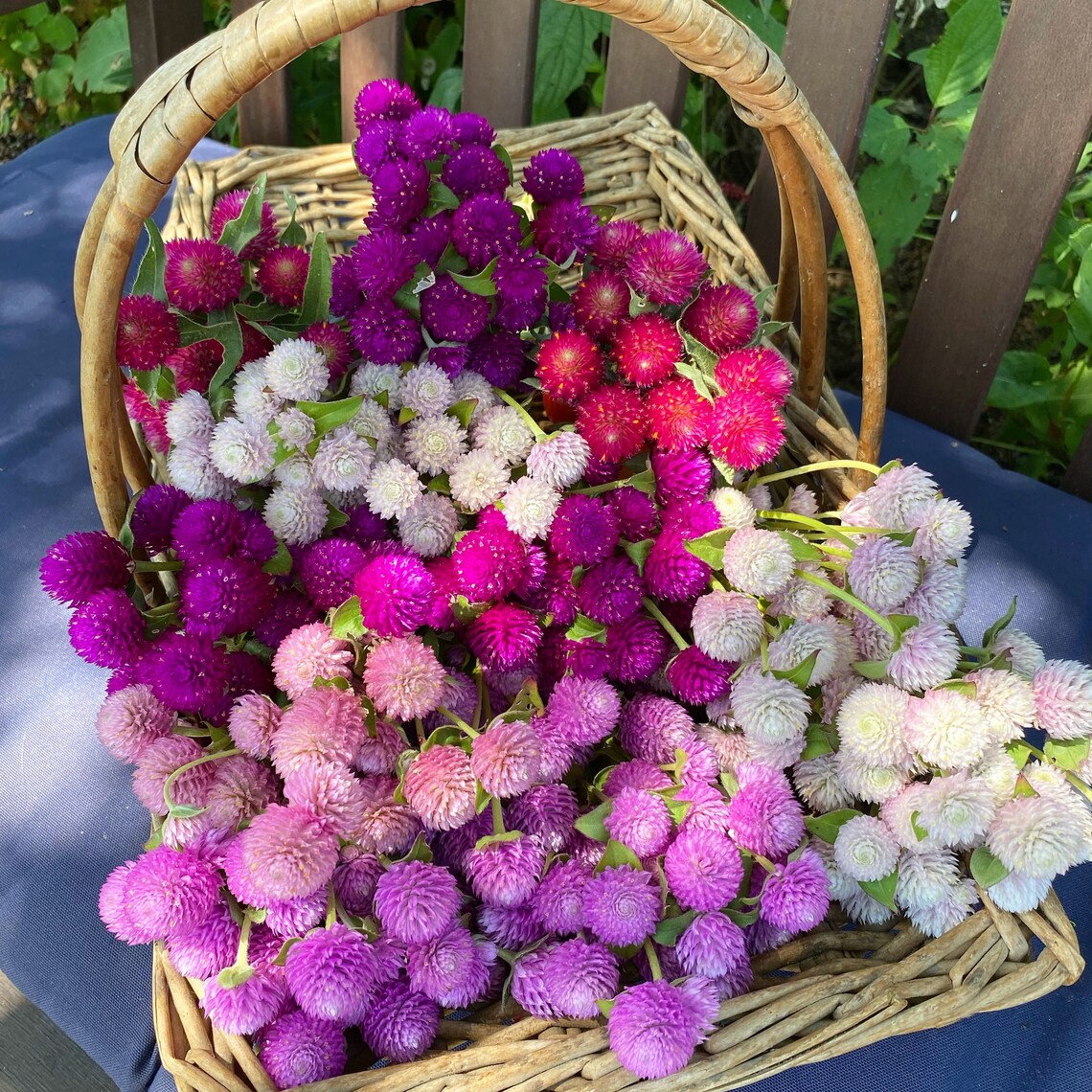 Audray Mix Gomphrena Seeds, Mixed Colors of Globe Amaranth, Great for Fresh or Dried Florals