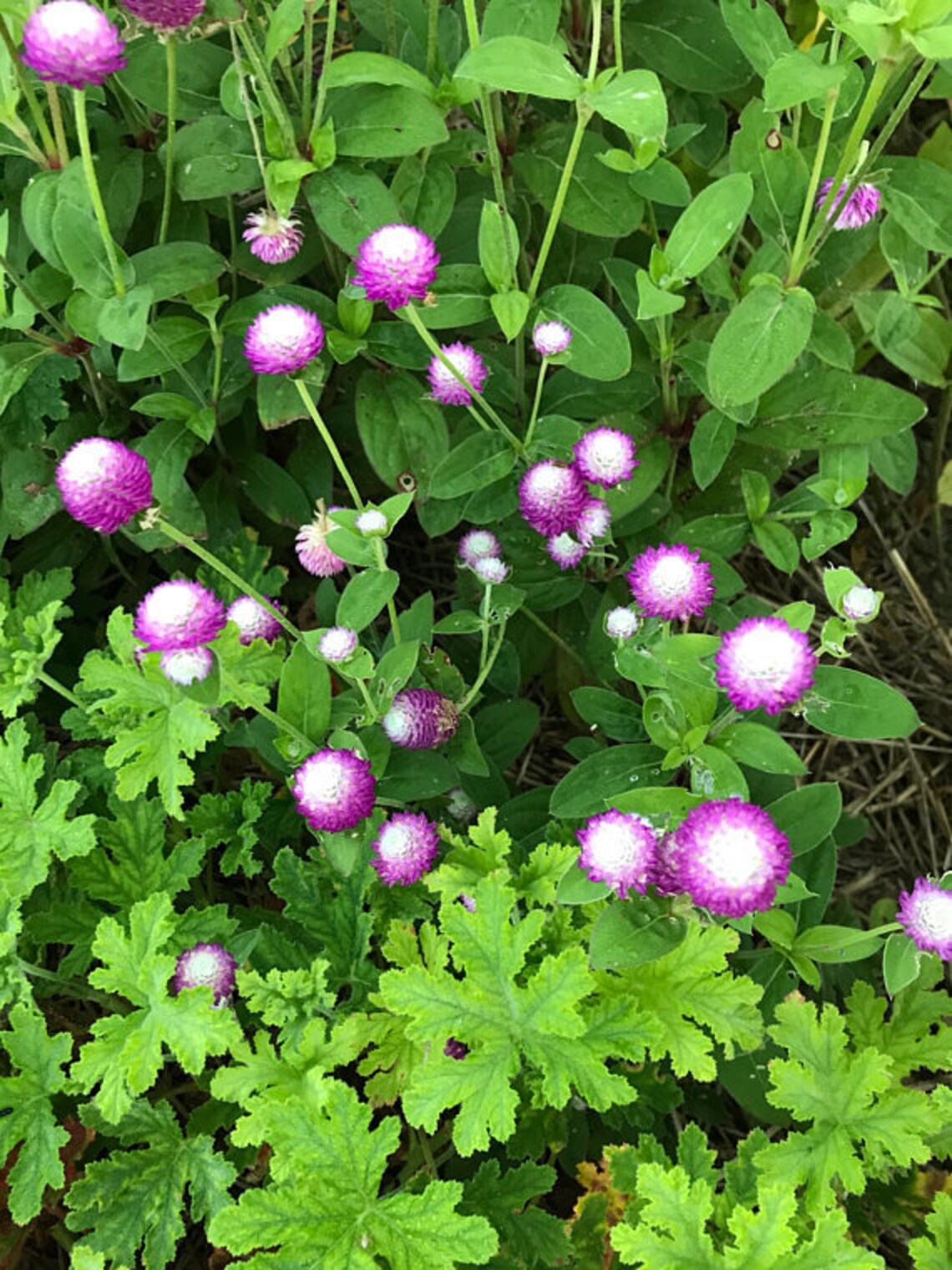 Audray Mix Gomphrena Seeds, Mixed Colors of Globe Amaranth, Great for Fresh or Dried Florals