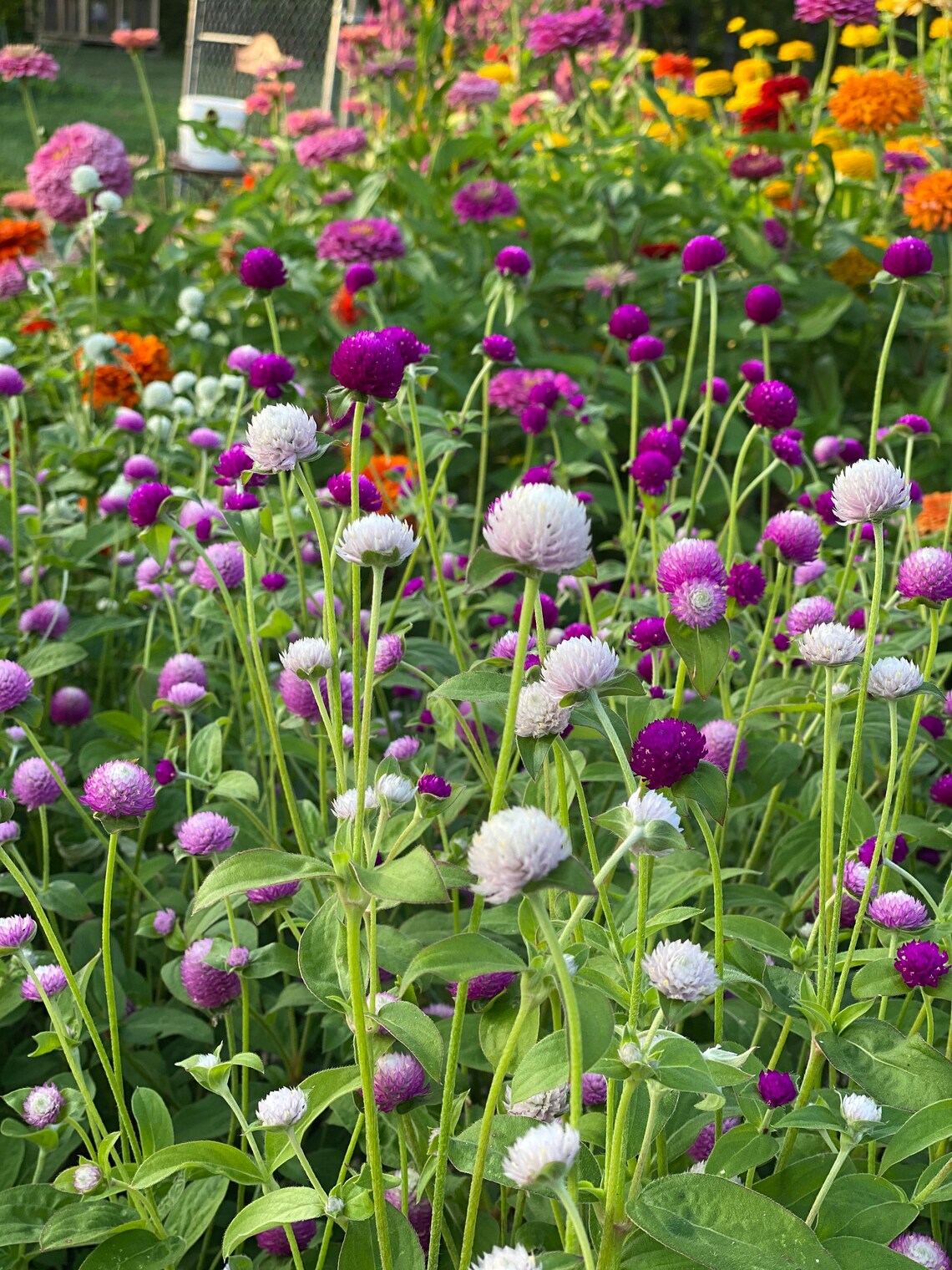 Audray Mix Gomphrena Seeds, Mixed Colors of Globe Amaranth, Great for Fresh or Dried Florals