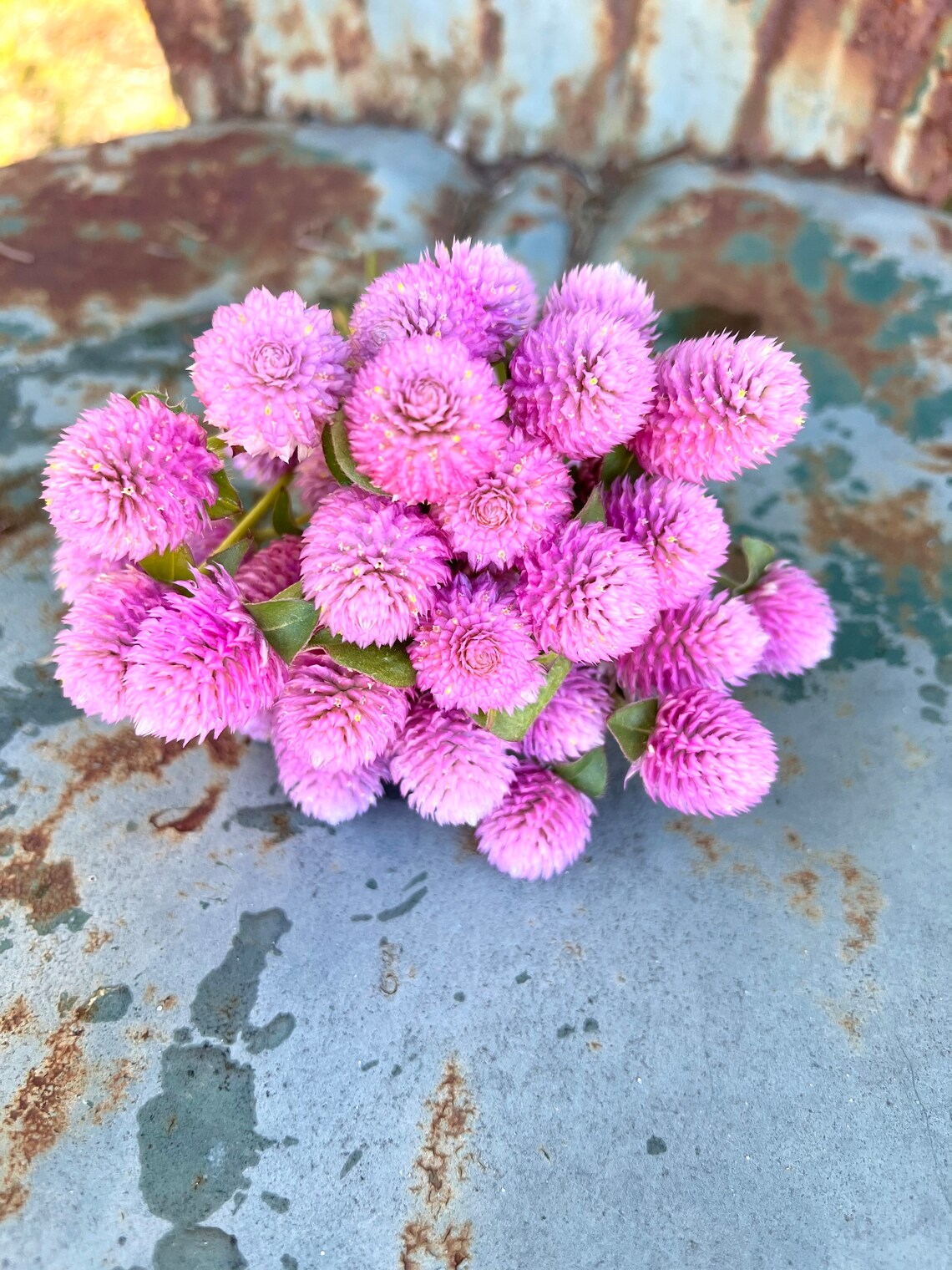 gomphrena flower seeds Audray Pink Gomphrena Seeds, Pink Gomphrena for Cut Flower Gardens
