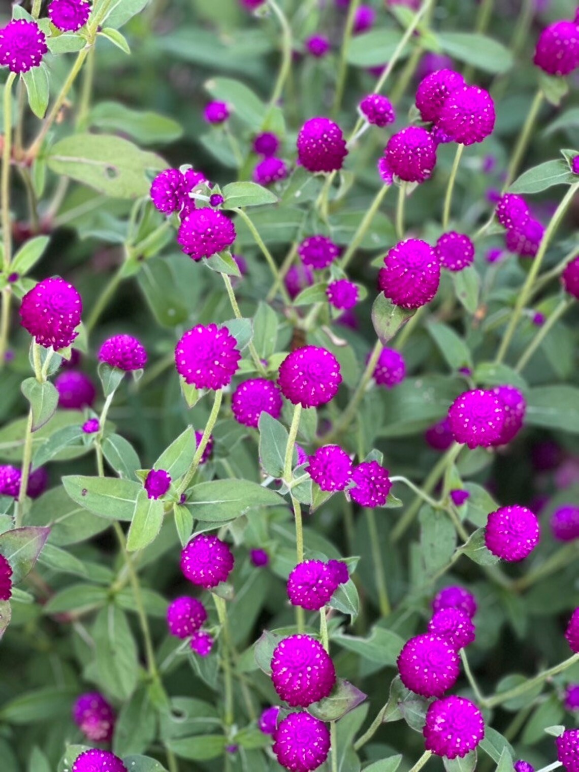 purple globe amaranth in the cut flower garden