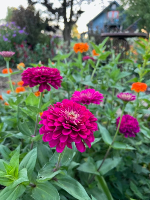 Benary's giant wine zinnia in the summer garden