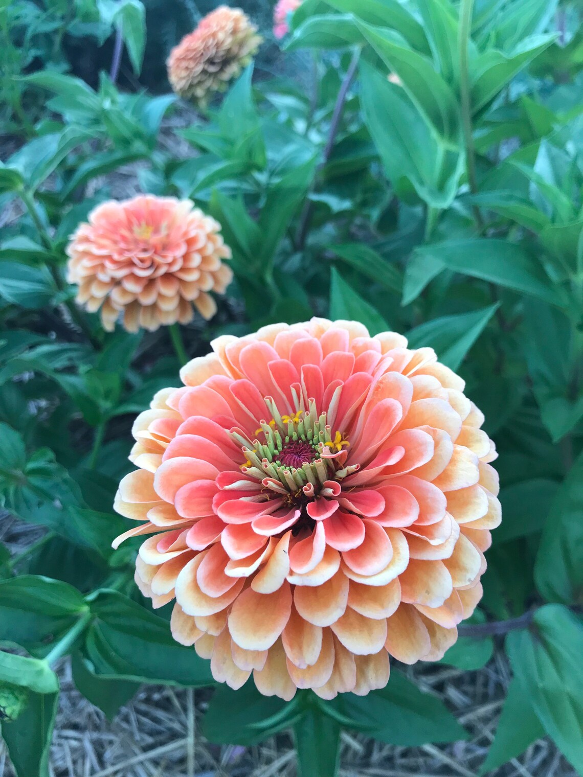 excellent cut flower zinnia benary's salmon rose 