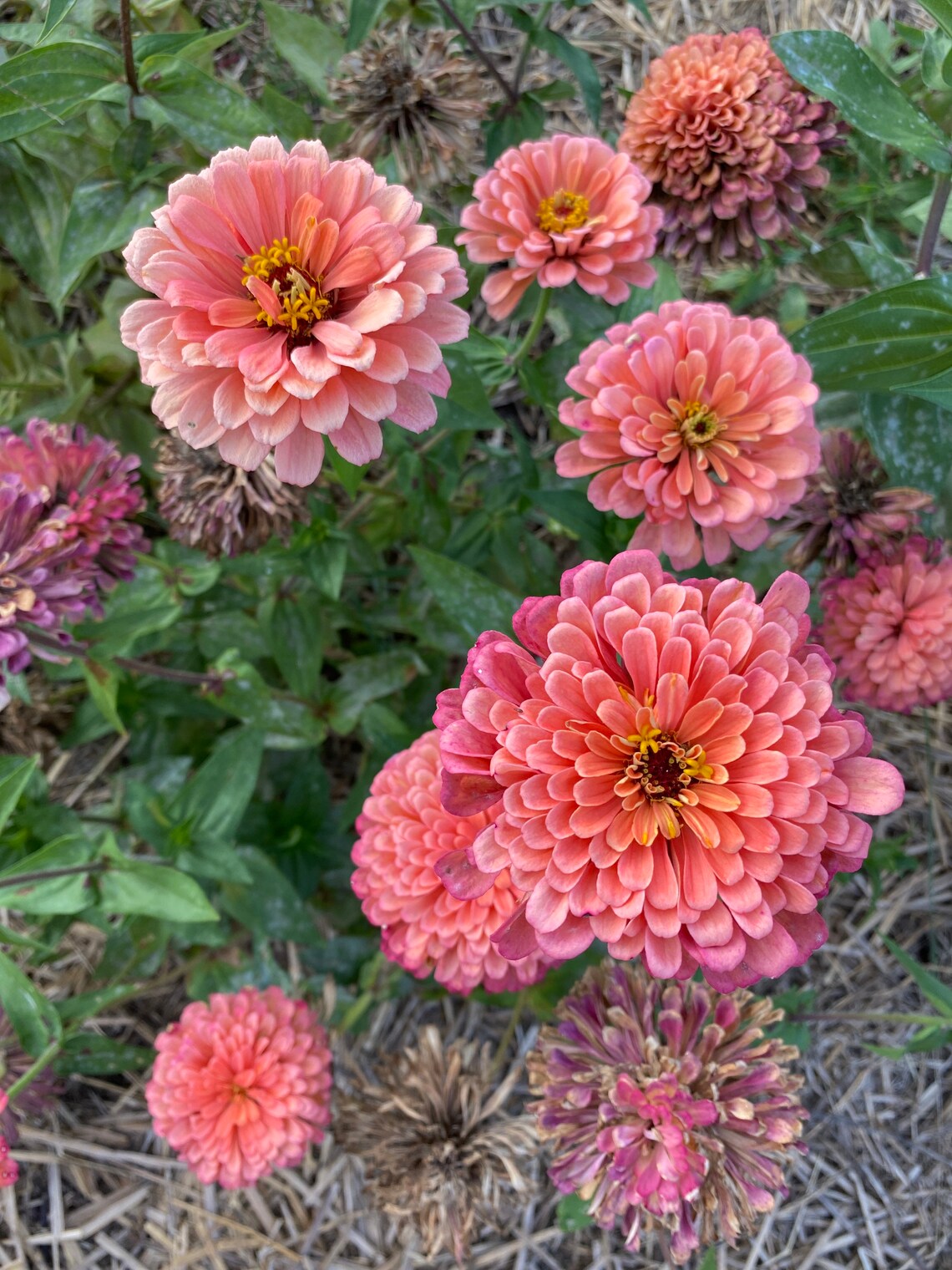 Beanry's salmon rose zinnia in the cut flower garden