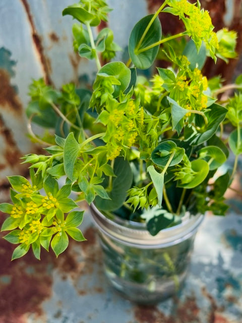 cut flower filler seeds Bupleurum 'Green Gold' Seeds, Lime Green Filler Flower for Cut Flower Gardens
