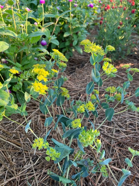 bupleurum rotundifolia in the cut flower garden