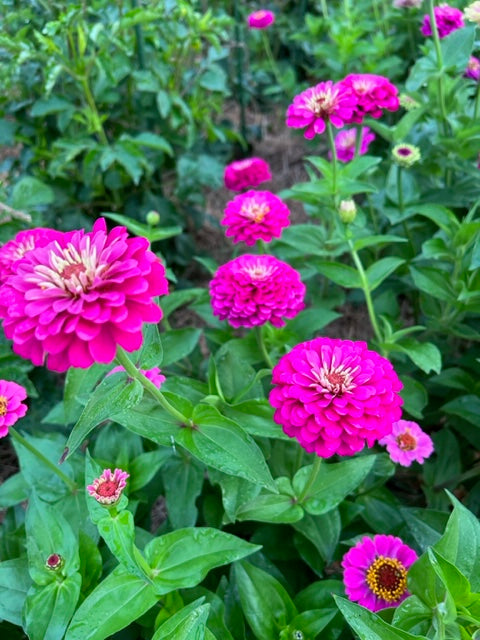 oklahoma carmine zinnia in the cut flower garden