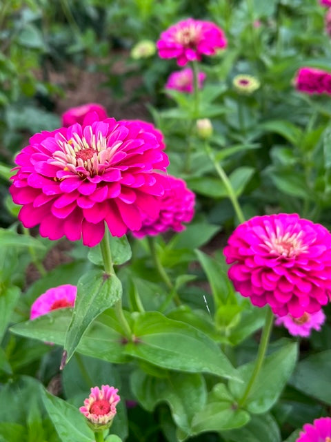 cut flower garden favorite oklahoma carmine