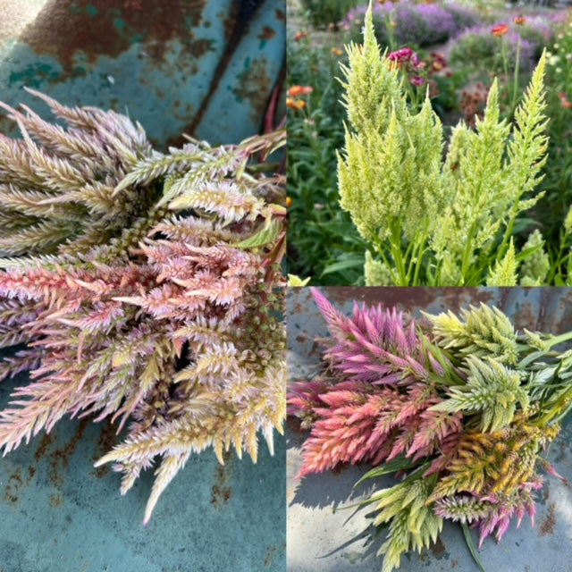 Celosia Seed Collection, 10 Varieties of Annual Celosia Seed