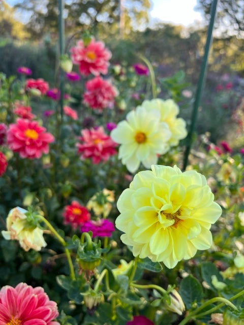 mixed dahlias are easy to grow in the summer garden