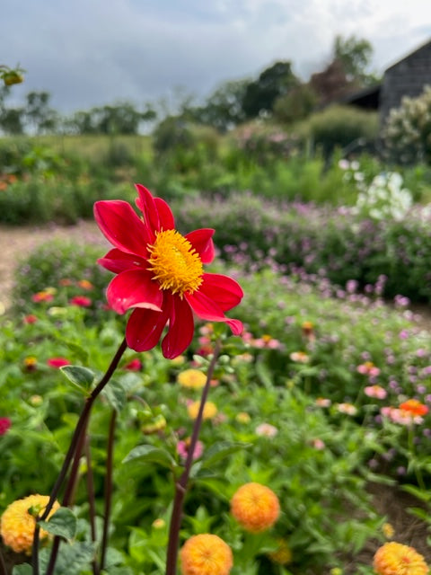 compact dahlias grown from seed