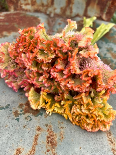 Celosia Seed Collection, 10 Varieties of Annual Celosia Seed