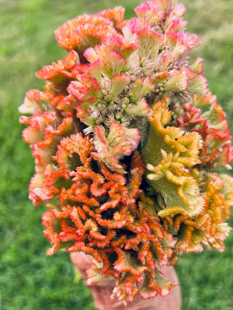 crystal beauty celosia seed