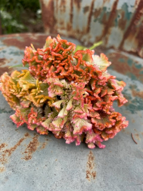 filler flower seeds celosia