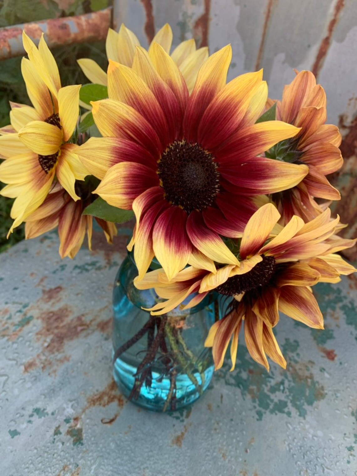 florenza sunflower seeds