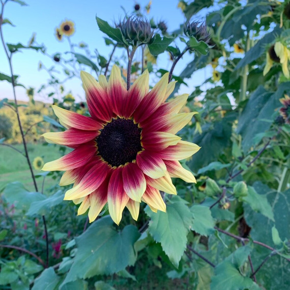 bicolor sunflowers florenza in the cut flower garden