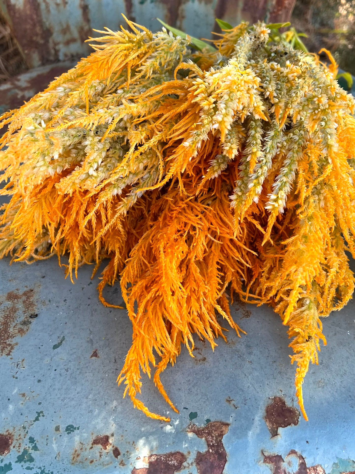 yellow plume of celosia