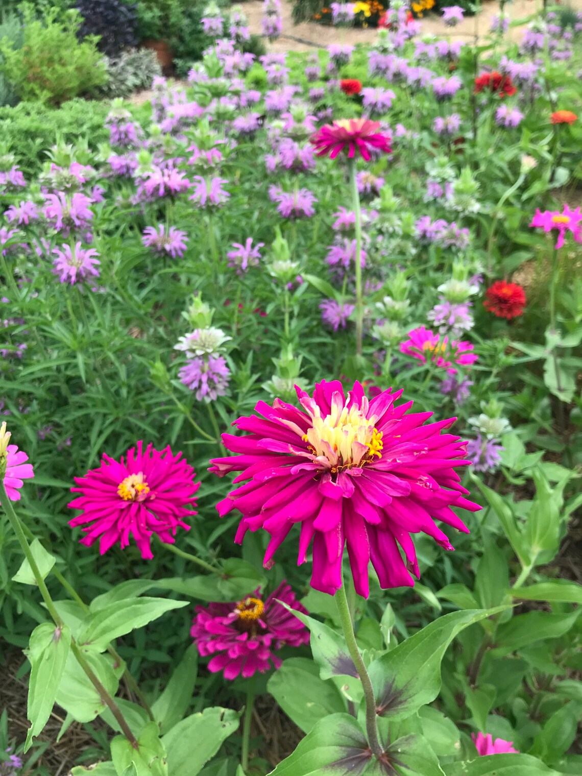 Lilac Empress Zinnia Seeds, Purple Cactus Zinnia