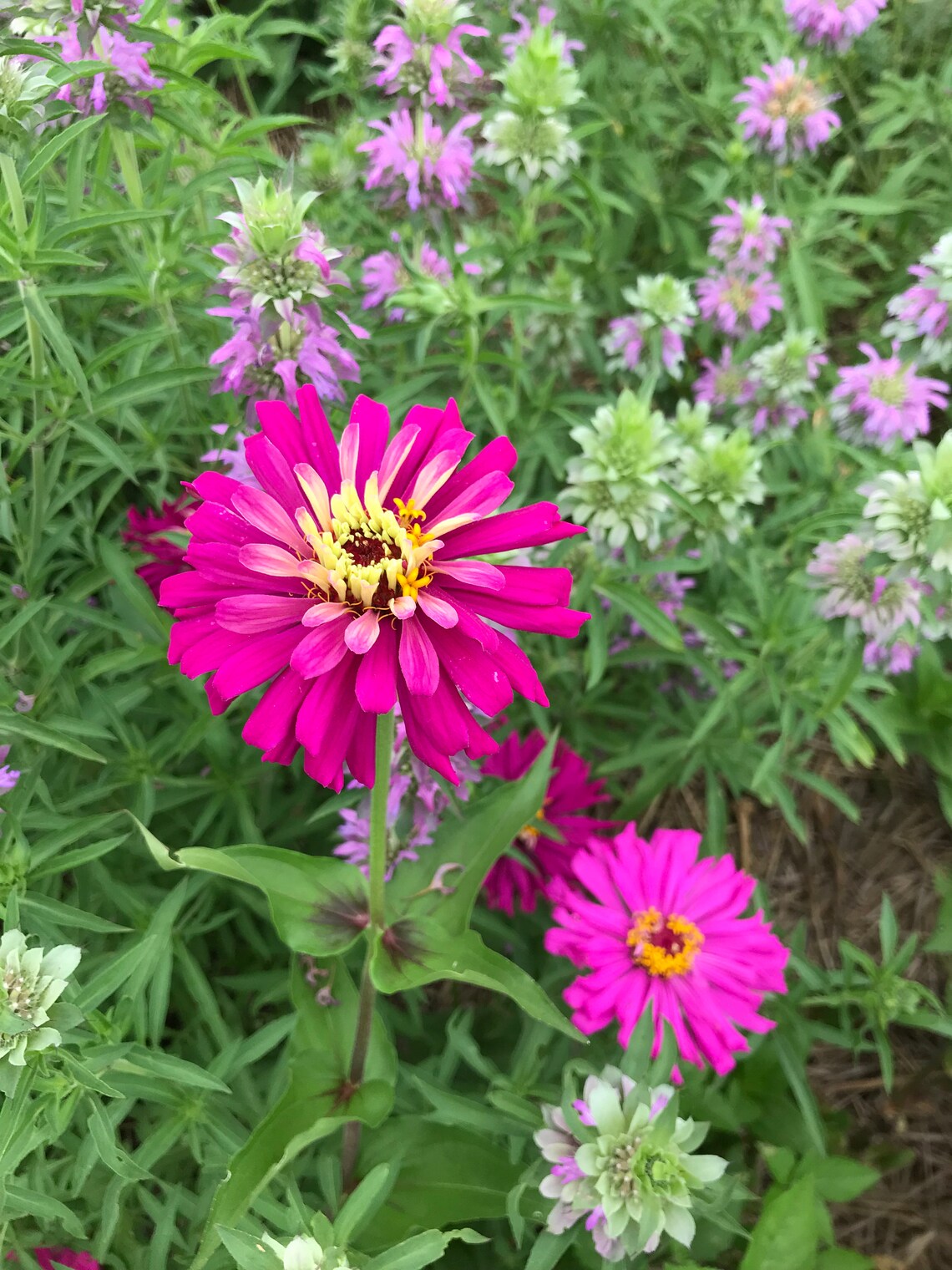 Lilac Empress Zinnia Seeds, Purple Cactus Zinnia