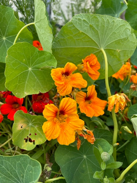 mixed nasturtium in a container garden
