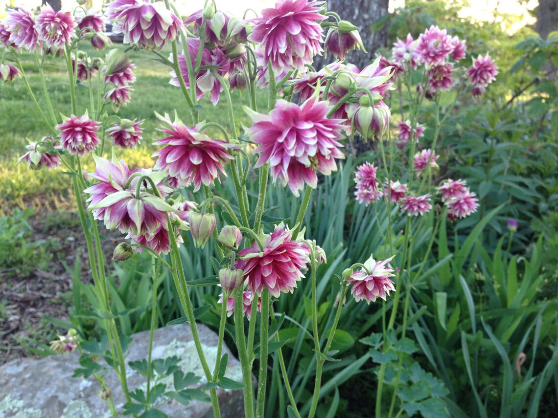 delicate columbine blooms of nora barlow