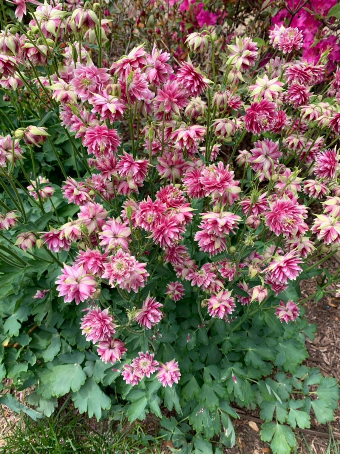 ruffled blooms of nora barlow columbine