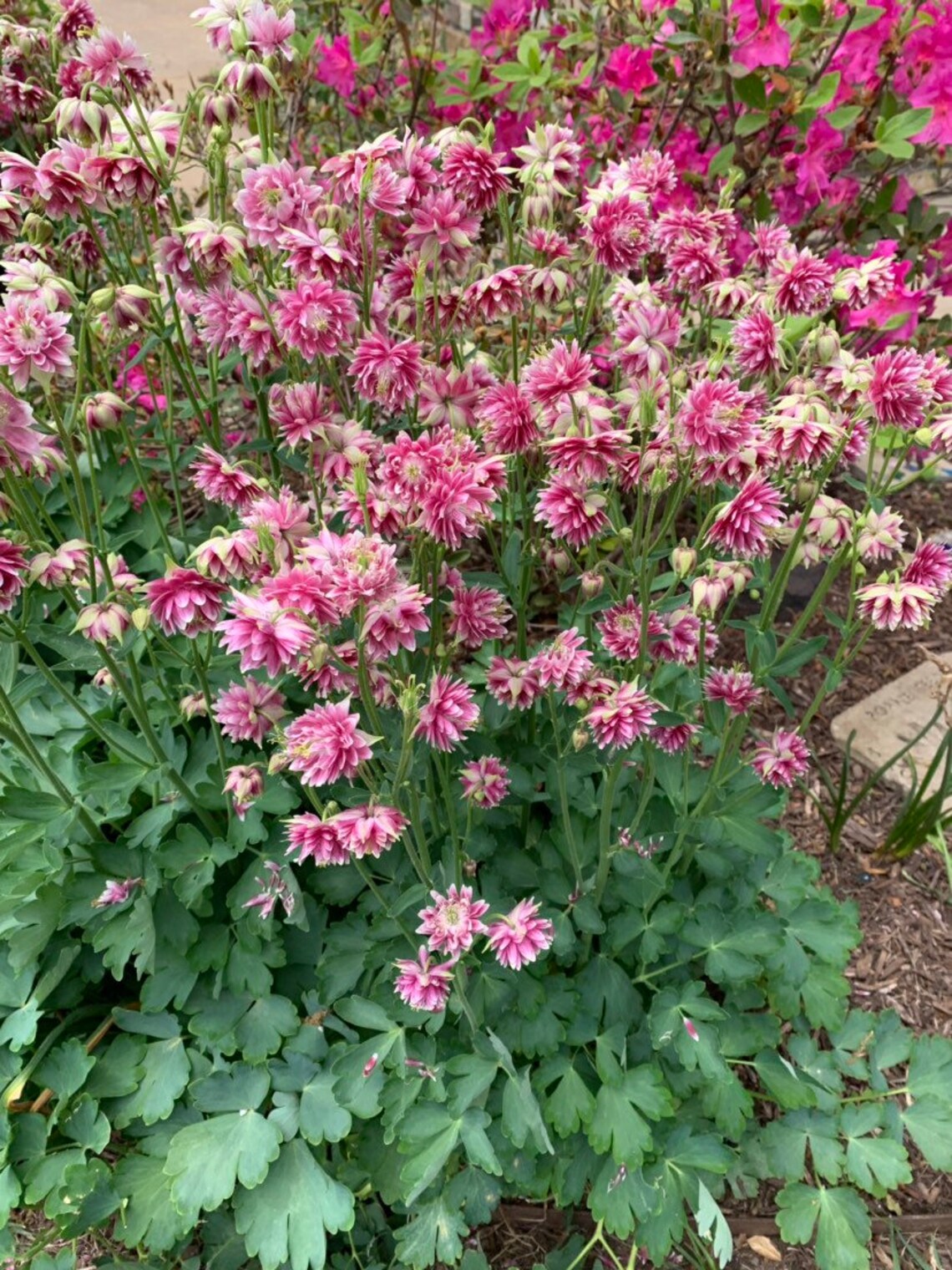 nora barlow columbine from seeds