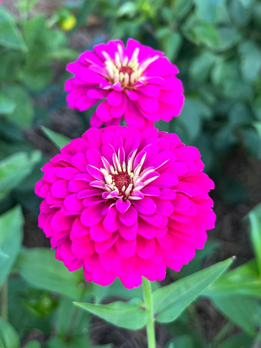 oklahoma carmine zinnia in the summer garden