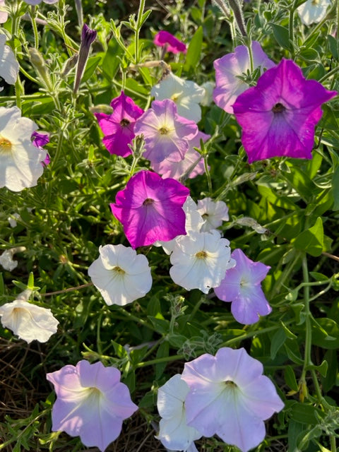 fragrant petunias in the cottage garden