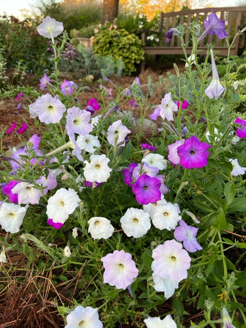 Vining Petunia Seed Mix, Old Fashioned Fragrant Petunia