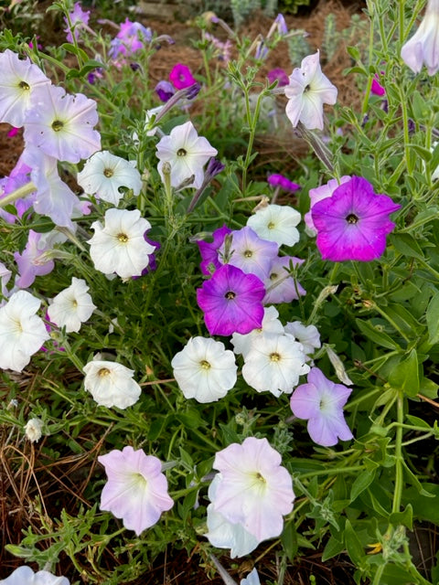 old fashioned vining petunias