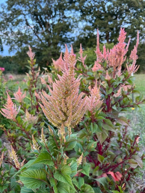 rose plume mix celosia in the cutting garden