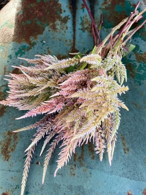 celosia in mixed pink shades