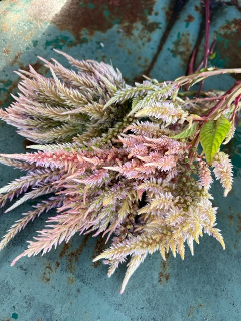 vintage rose plume mix celosia is great for cut flower gardens