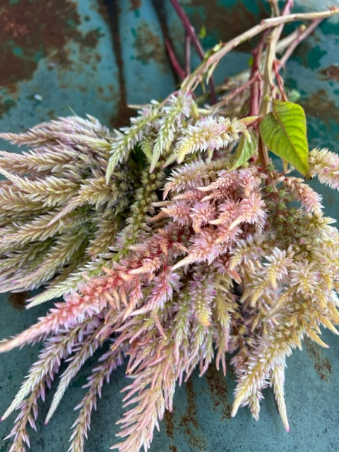 Celosia Seed Collection, 10 Varieties of Annual Celosia Seed