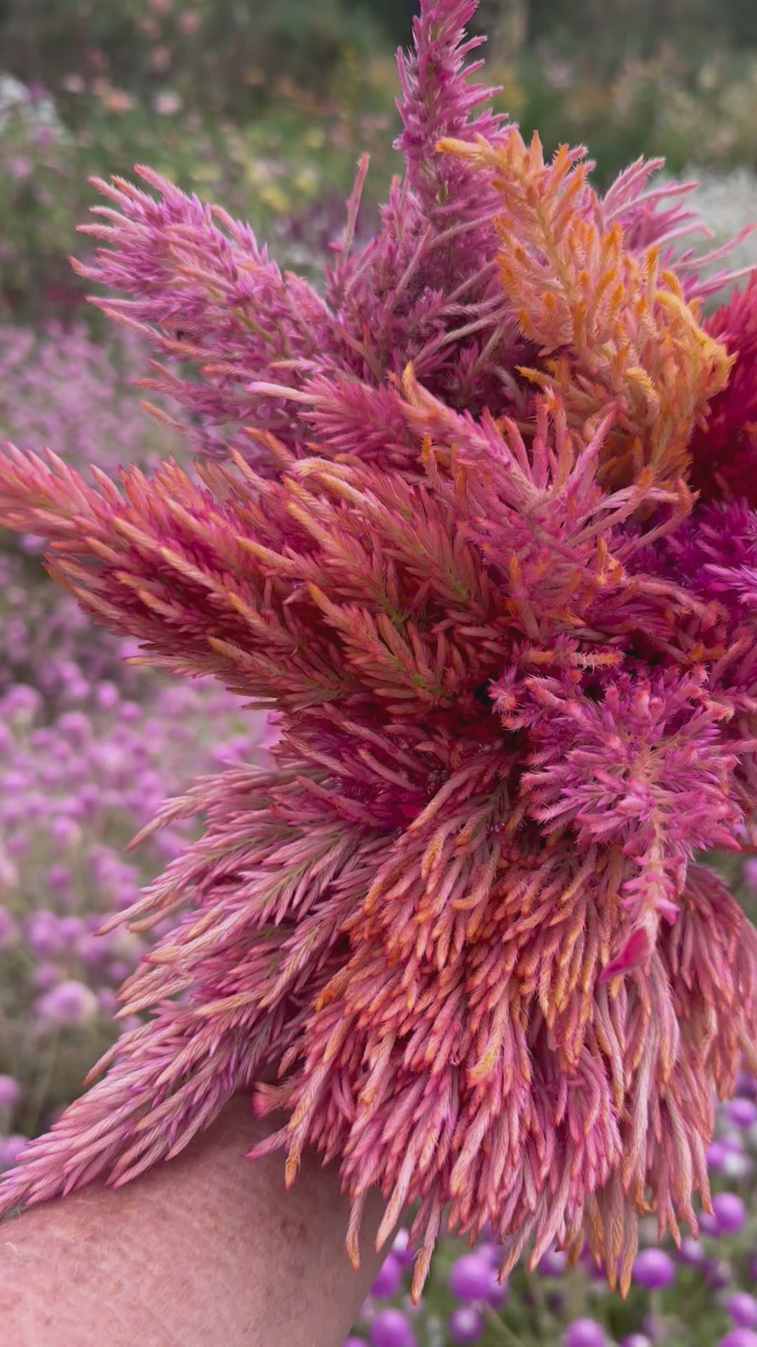 Sunset Mix Celosia Flowers