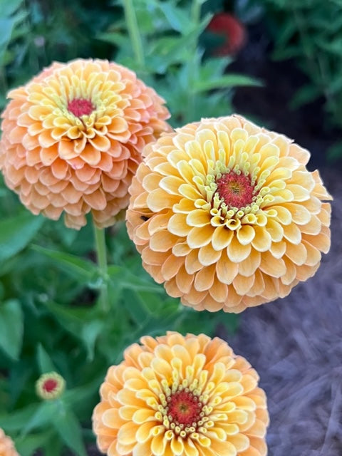 queen lemon peach zinnias