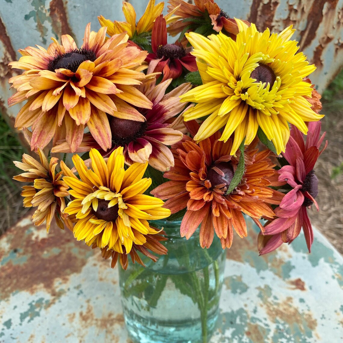 warm colors of sahara rudbeckia