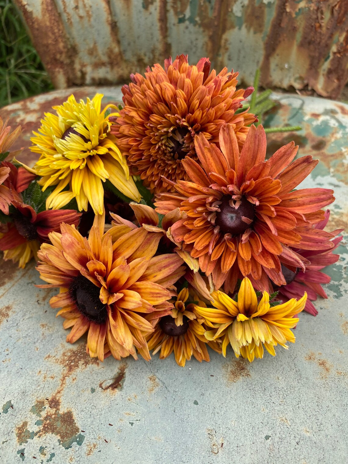 black eye susan rudbeckia for cut flower gardens