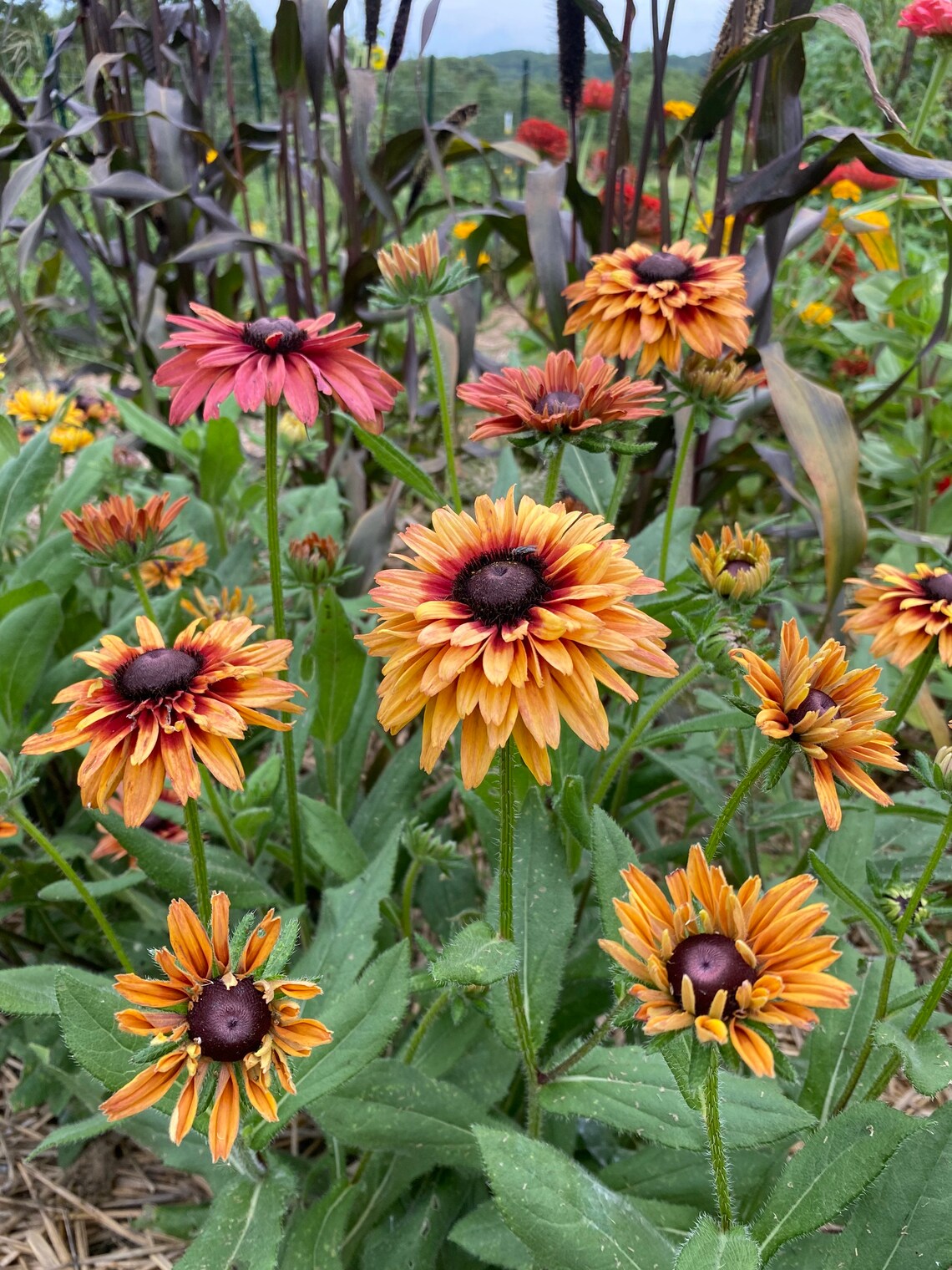 sahara rudbeckia with purple millet